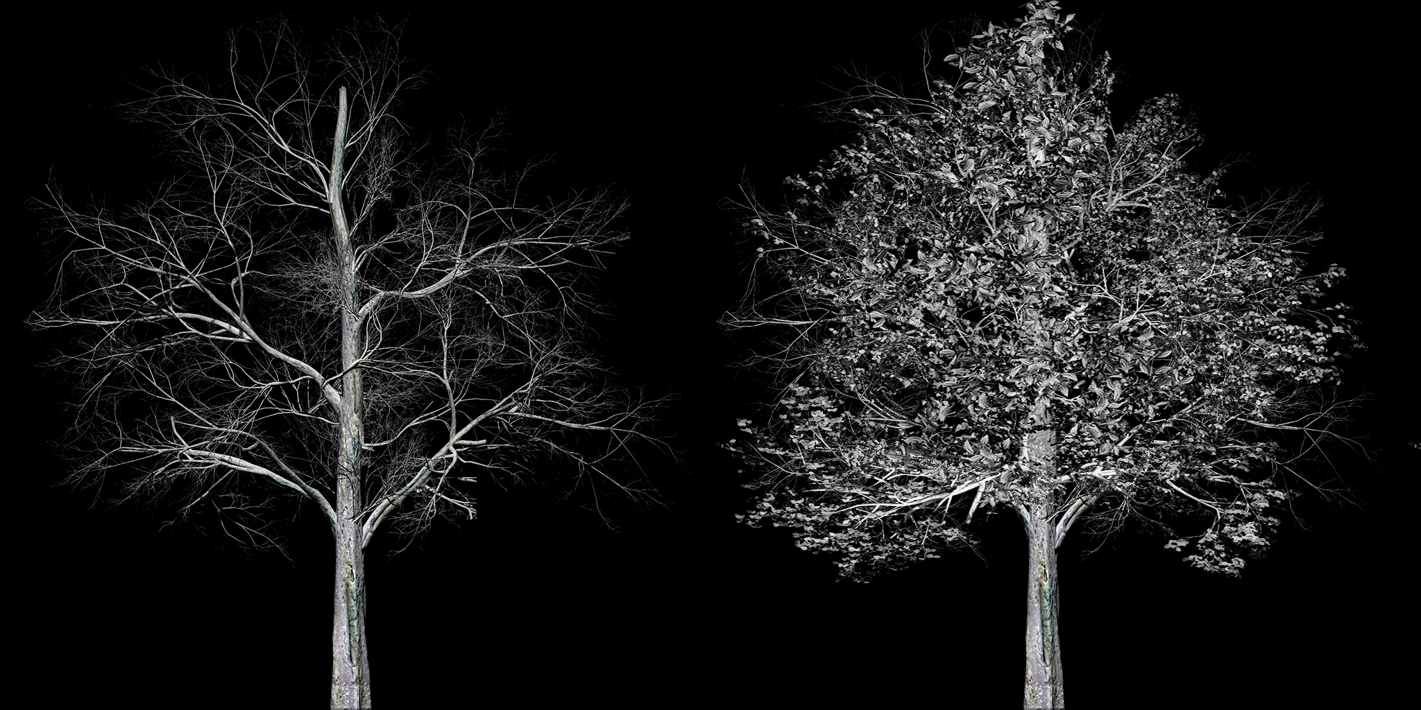 monotree1.jpg