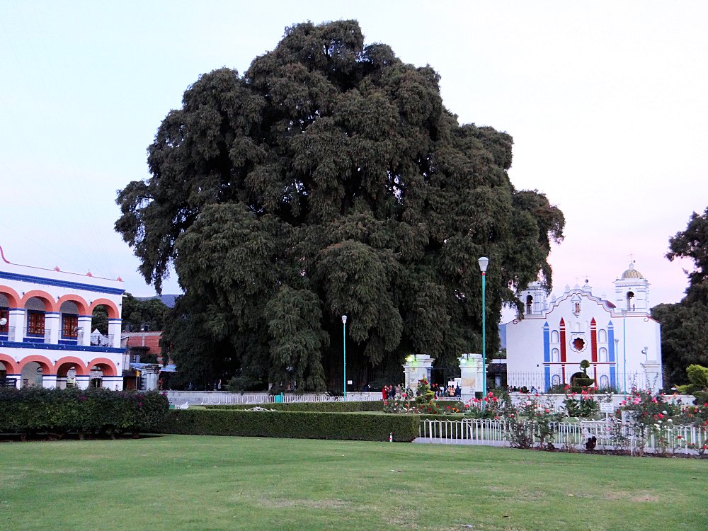 Santa_Maria_del_Tule_Tule_Tree_Catholic_Church.jpg