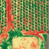ndvi.jpg